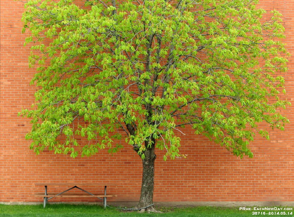 38716PeCrLe - Morning opportunity, ELM